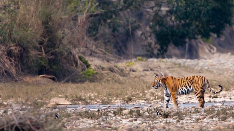 Kanha-national-park-tiger