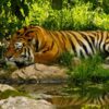 Royal-bengal-tiger 01