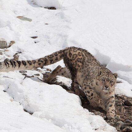 snow-leopard-at-hemis-national-park