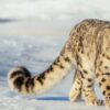 snow-leopard.