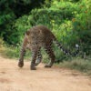 leopard-yala-national-park-sri-lanka