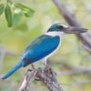 Collared Kingfisher, Andamans