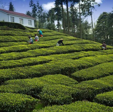 Darjeeling Tea gardens