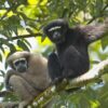 Hoolock Gibbon