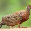 Red Spurfowl Bird