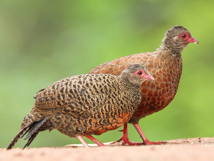 Red Spurfowl Bird