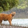 Royal Bengal Tiger