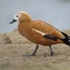 Ruddy Shelduck