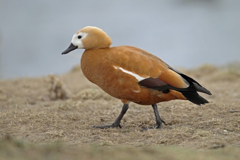 Ruddy Shelduck