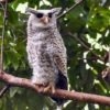 Spot-bellied Eagle Owl