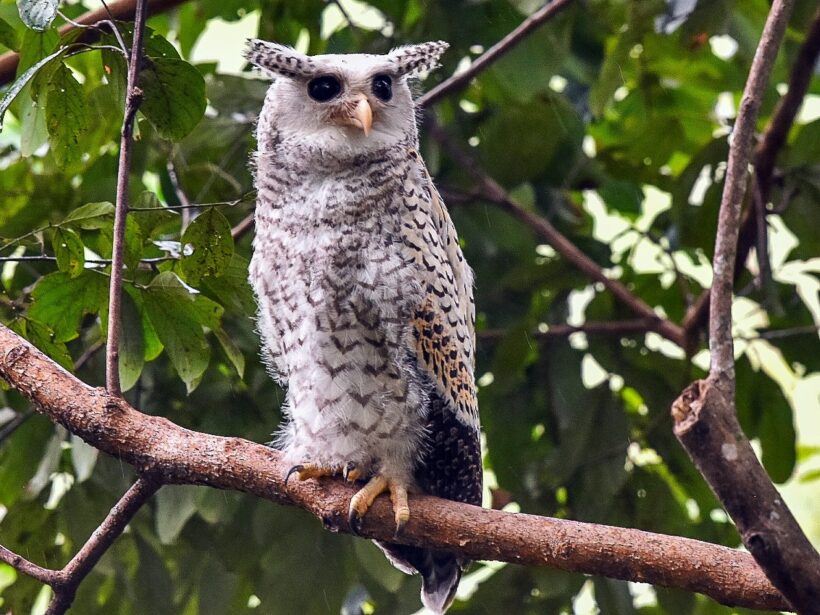 Spot-bellied Eagle Owl