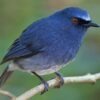 White-bellied Blue Flycatcher Bird