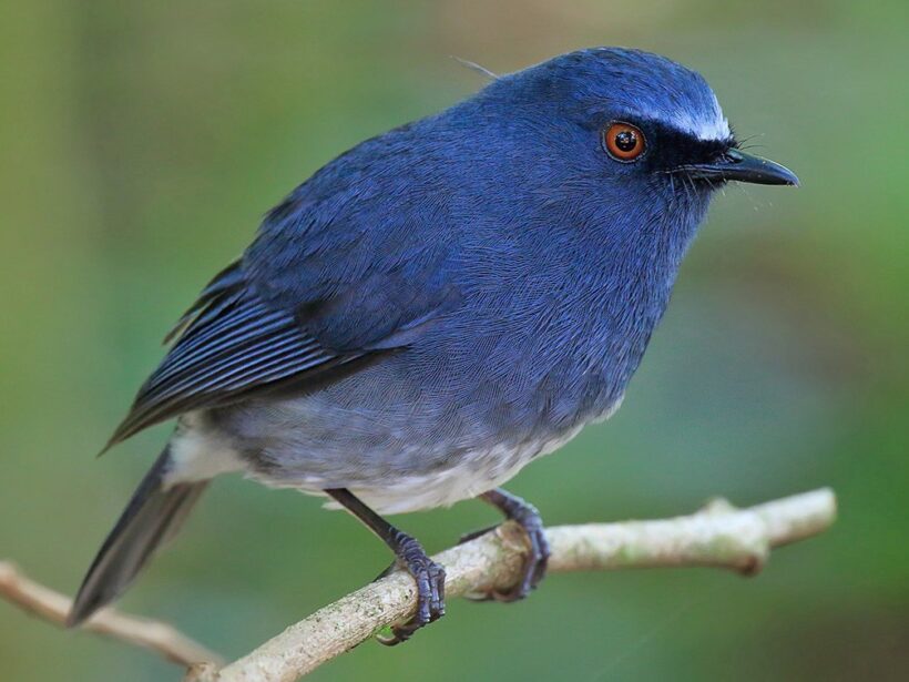 White-bellied Blue Flycatcher Bird