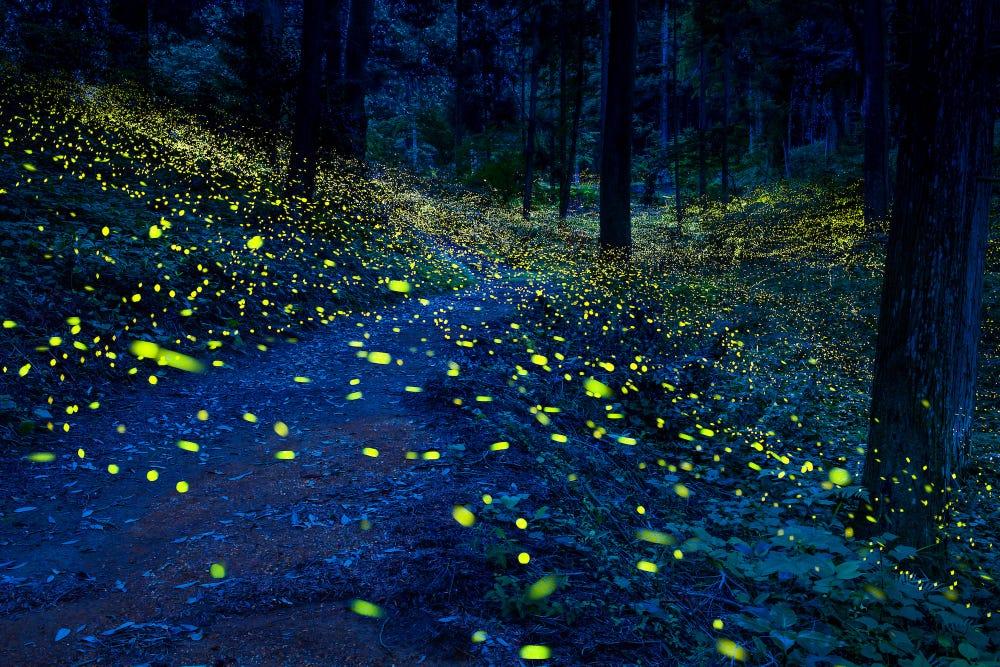 India's glowing forest